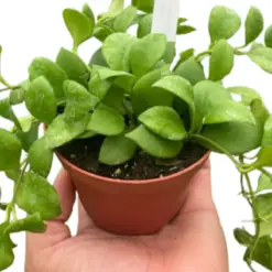 Hoya Heuschkeliana Green houseplant
