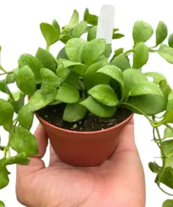 Hoya Heuschkeliana Green houseplant