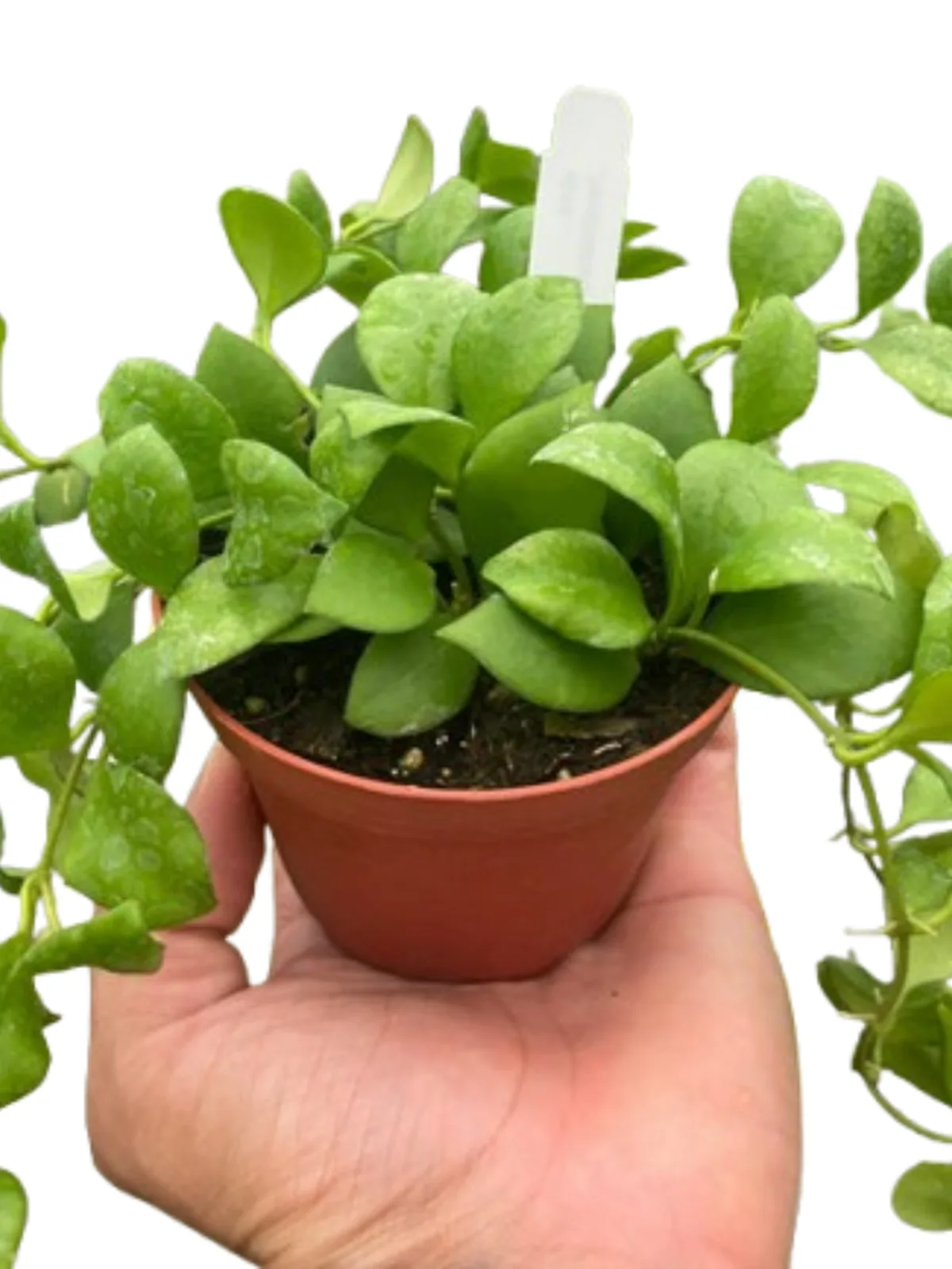 Hoya Heuschkeliana Green houseplant