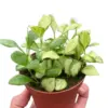 Hoya Heuschkeliana Variegated houseplant