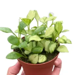 Hoya Heuschkeliana Variegated houseplant