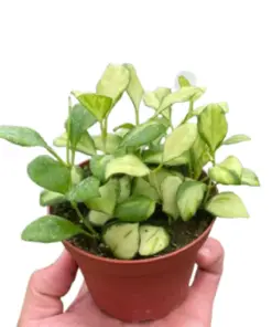 Hoya Heuschkeliana Variegated houseplant