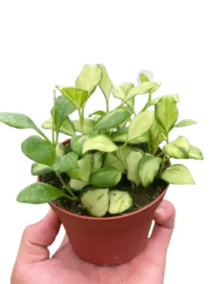 Hoya Heuschkeliana Variegated houseplant