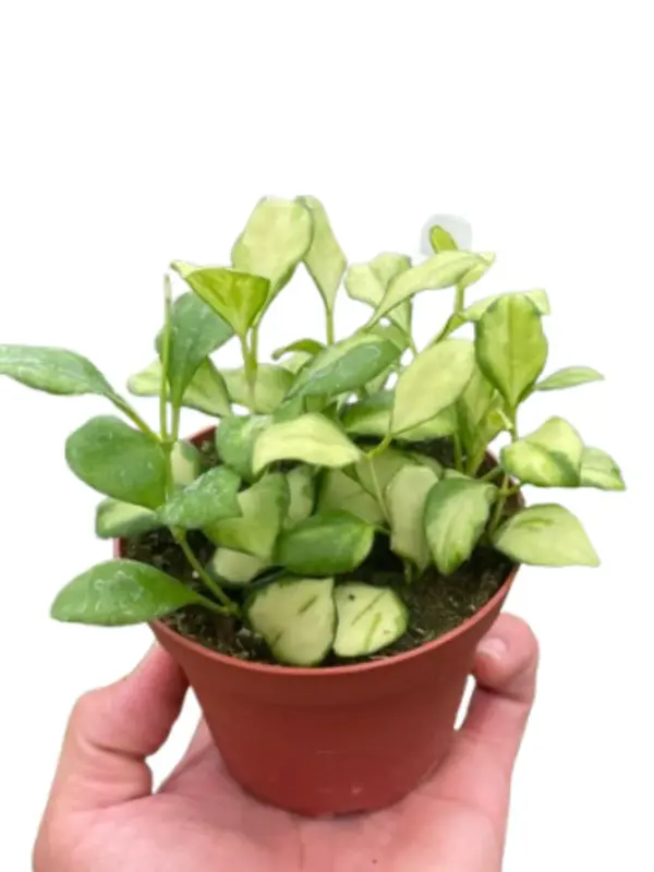 Hoya Heuschkeliana Variegated houseplant