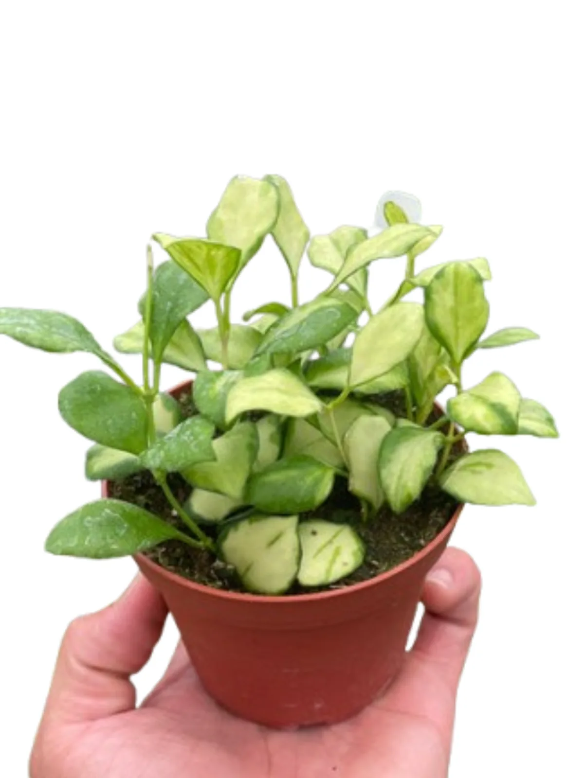 Hoya Heuschkeliana Variegated houseplant