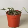 Hoya Insularis houseplant