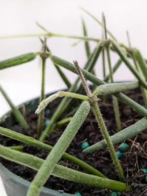 Hoya Insularis — additional view