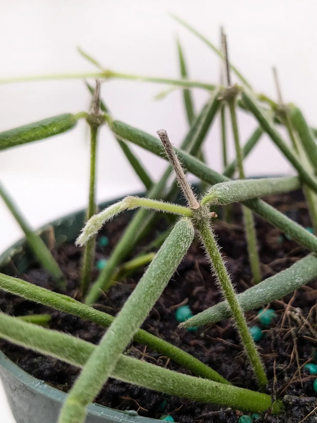 Hoya Insularis — additional view
