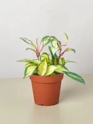 Hoya Carnosa 'Krimson Princess' Queen houseplant