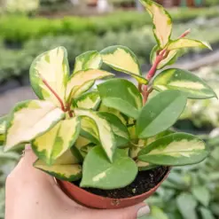 Hoya Carnosa 'Krimson Princess' Queen — additional view