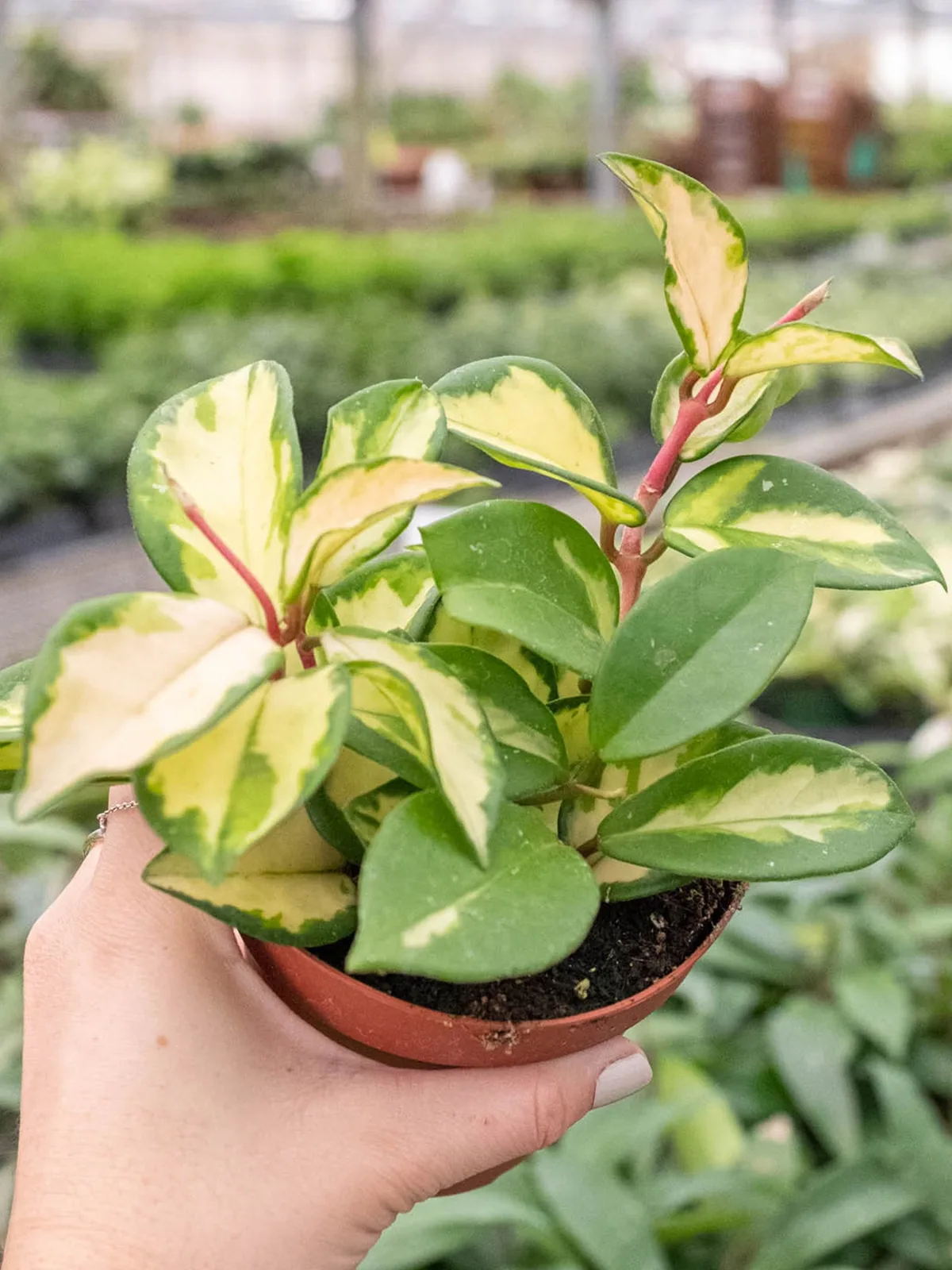 Hoya Carnosa 