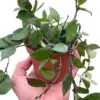 Hoya Krohniana Black houseplant