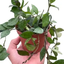 Hoya Krohniana Black houseplant