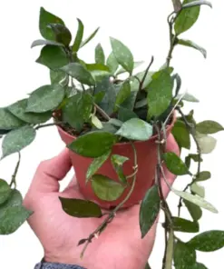 Hoya Krohniana Black houseplant