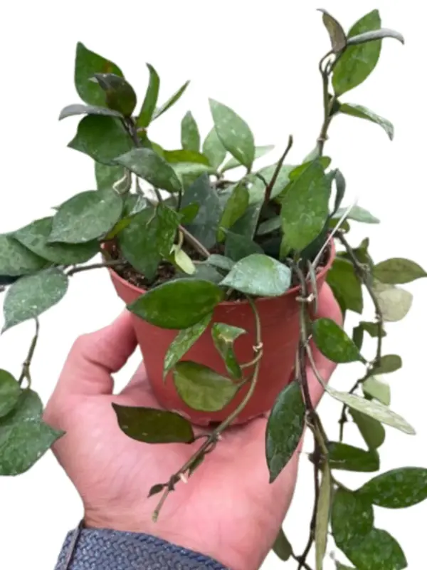 Hoya Krohniana Black houseplant