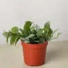 Hoya Krohniana Super Silver houseplant