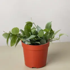 Hoya Krohniana Super Silver houseplant