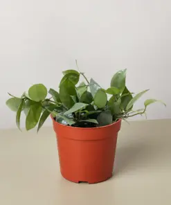 Hoya Krohniana Super Silver houseplant