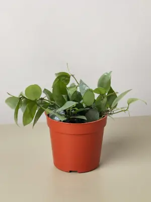 Hoya Krohniana Super Silver houseplant
