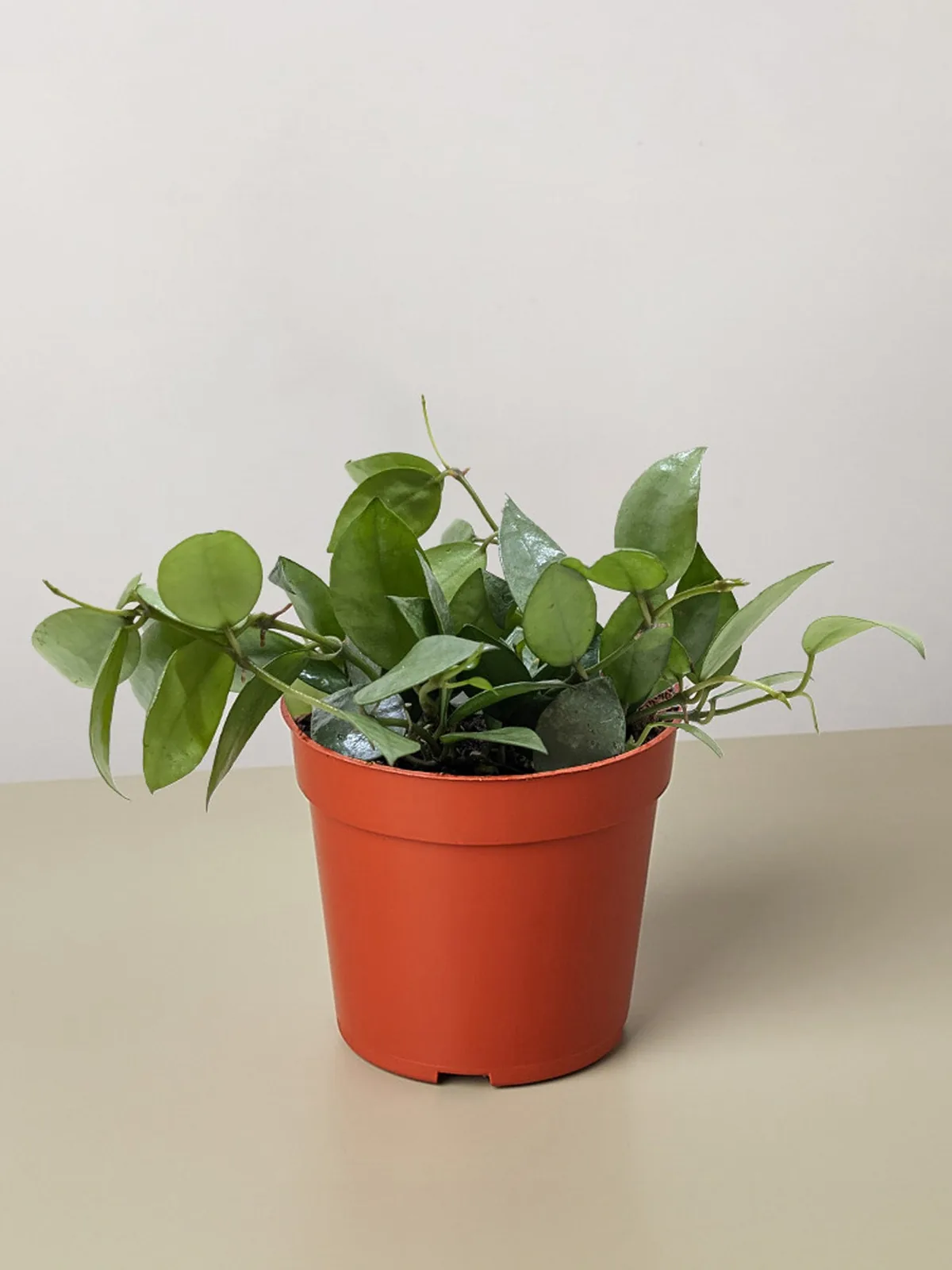 Hoya Krohniana Super Silver houseplant