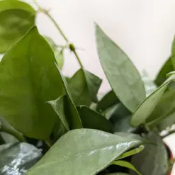 Hoya Krohniana Super Silver — additional view