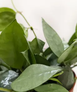 Hoya Krohniana Super Silver — additional view