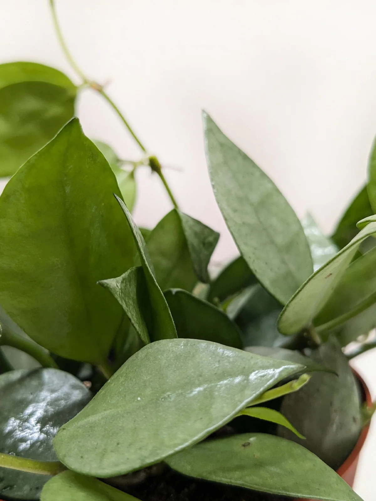 Hoya Krohniana Super Silver — additional view