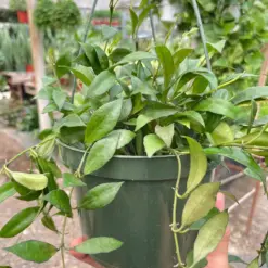 Hoya 'Lacunosa' houseplant