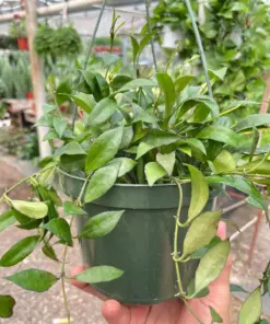 Hoya 'Lacunosa' houseplant