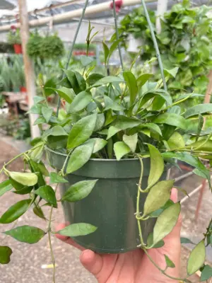 Hoya 'Lacunosa' houseplant