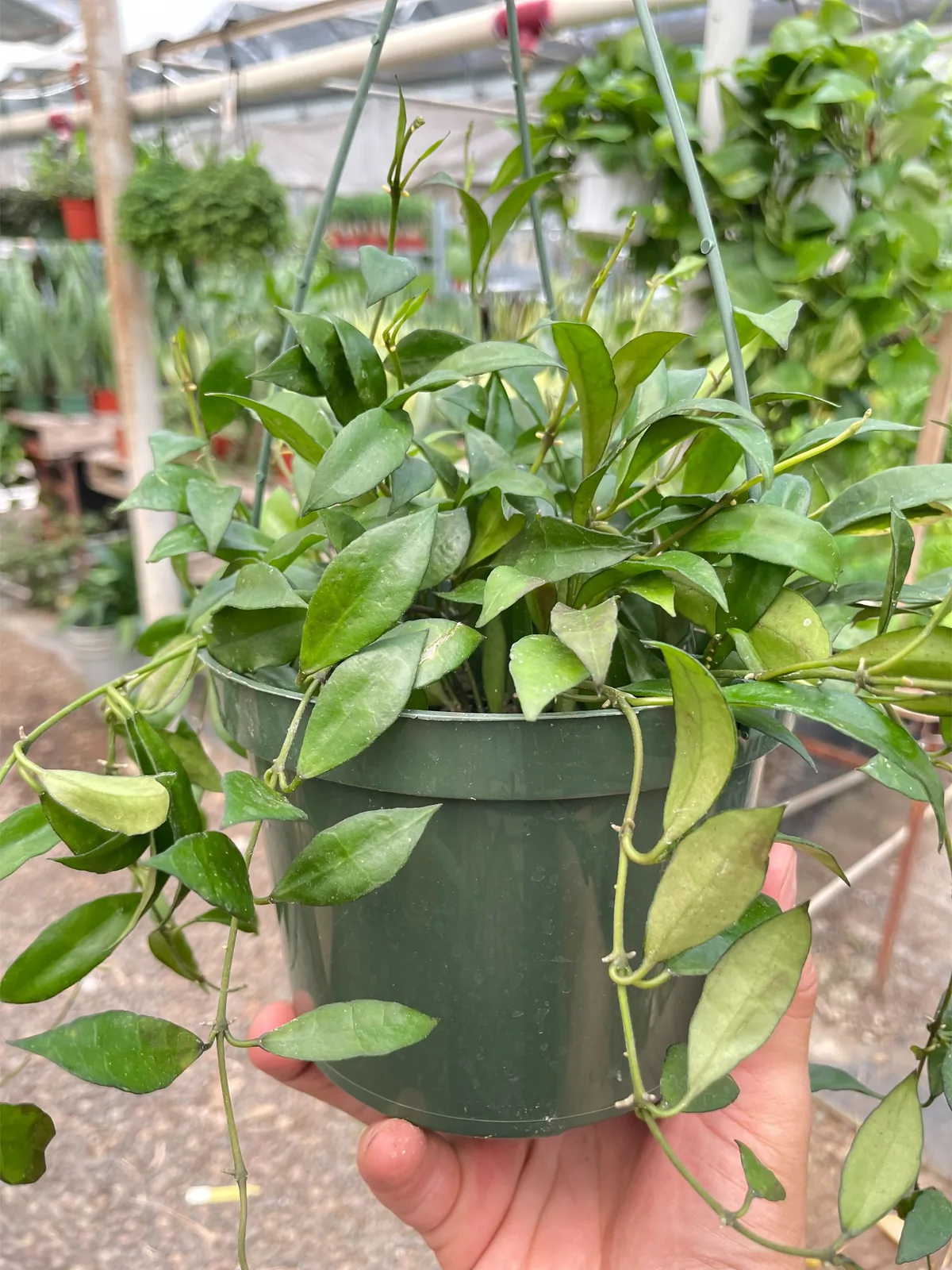 Hoya 