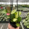Hoya 'Lisa' houseplant