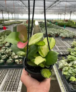 Hoya 'Lisa' houseplant