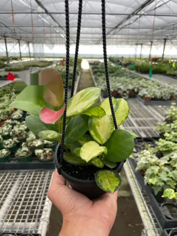 Hoya 'Lisa' houseplant