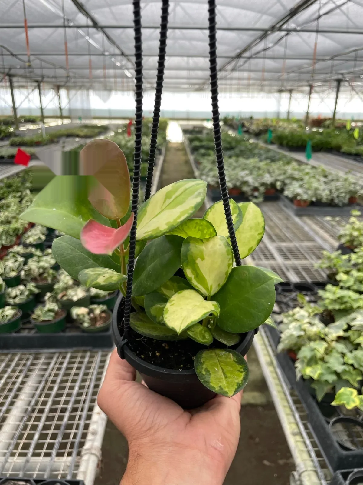 Hoya 