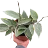 Hoya Macrophylla Variegated houseplant