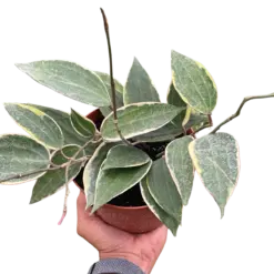 Hoya Macrophylla Variegated houseplant