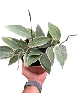 Hoya Macrophylla Variegated houseplant