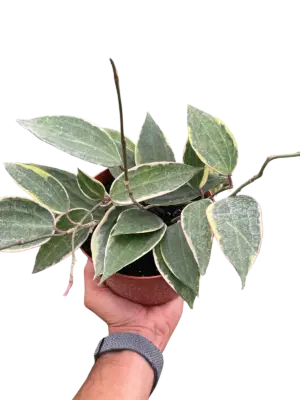 Hoya Macrophylla Variegated houseplant