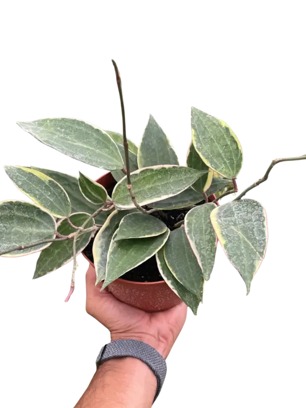 Hoya Macrophylla Variegated houseplant
