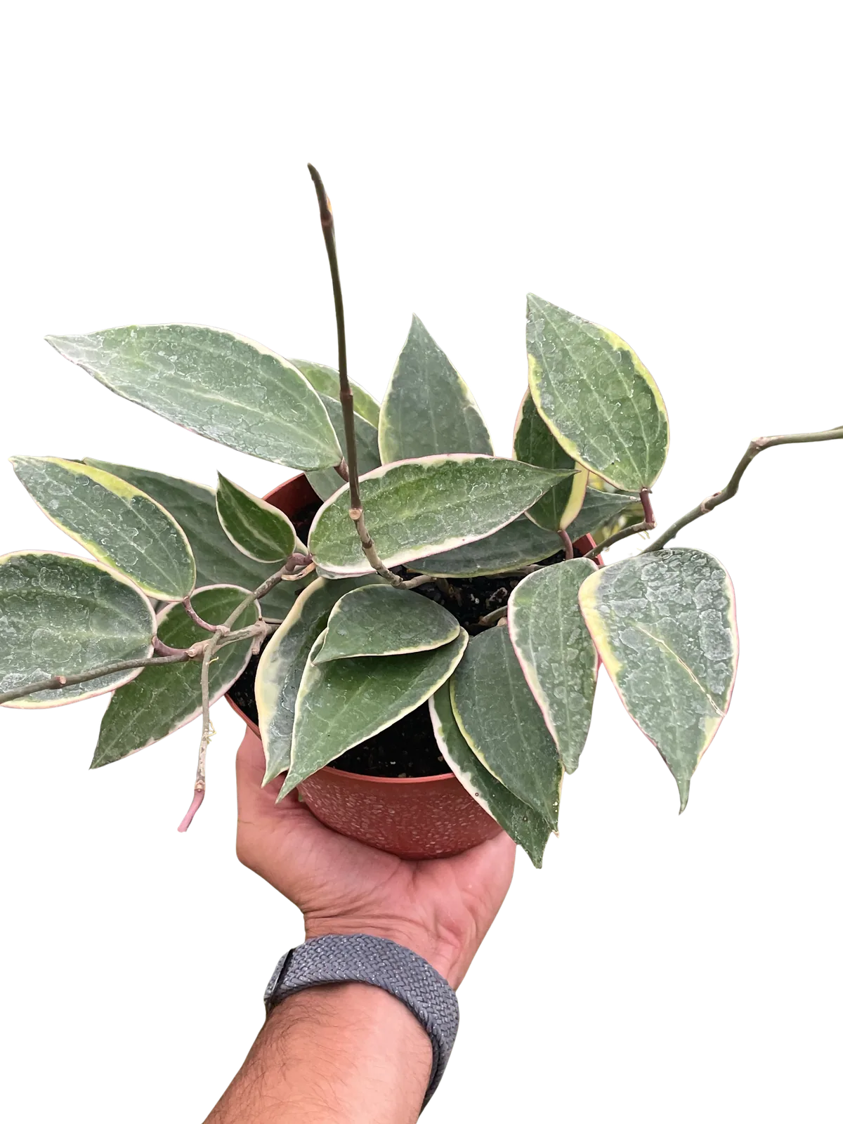 Hoya Macrophylla Variegated houseplant