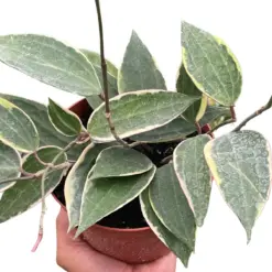 Hoya Macrophylla Variegated — square crop