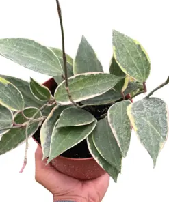 Hoya Macrophylla Variegated — square crop