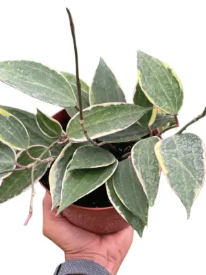 Hoya Macrophylla Variegated — square crop