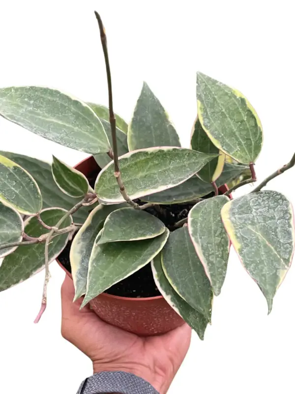 Hoya Macrophylla Variegated — square crop