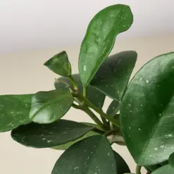 Hoya Obovata houseplant