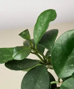 Hoya Obovata houseplant