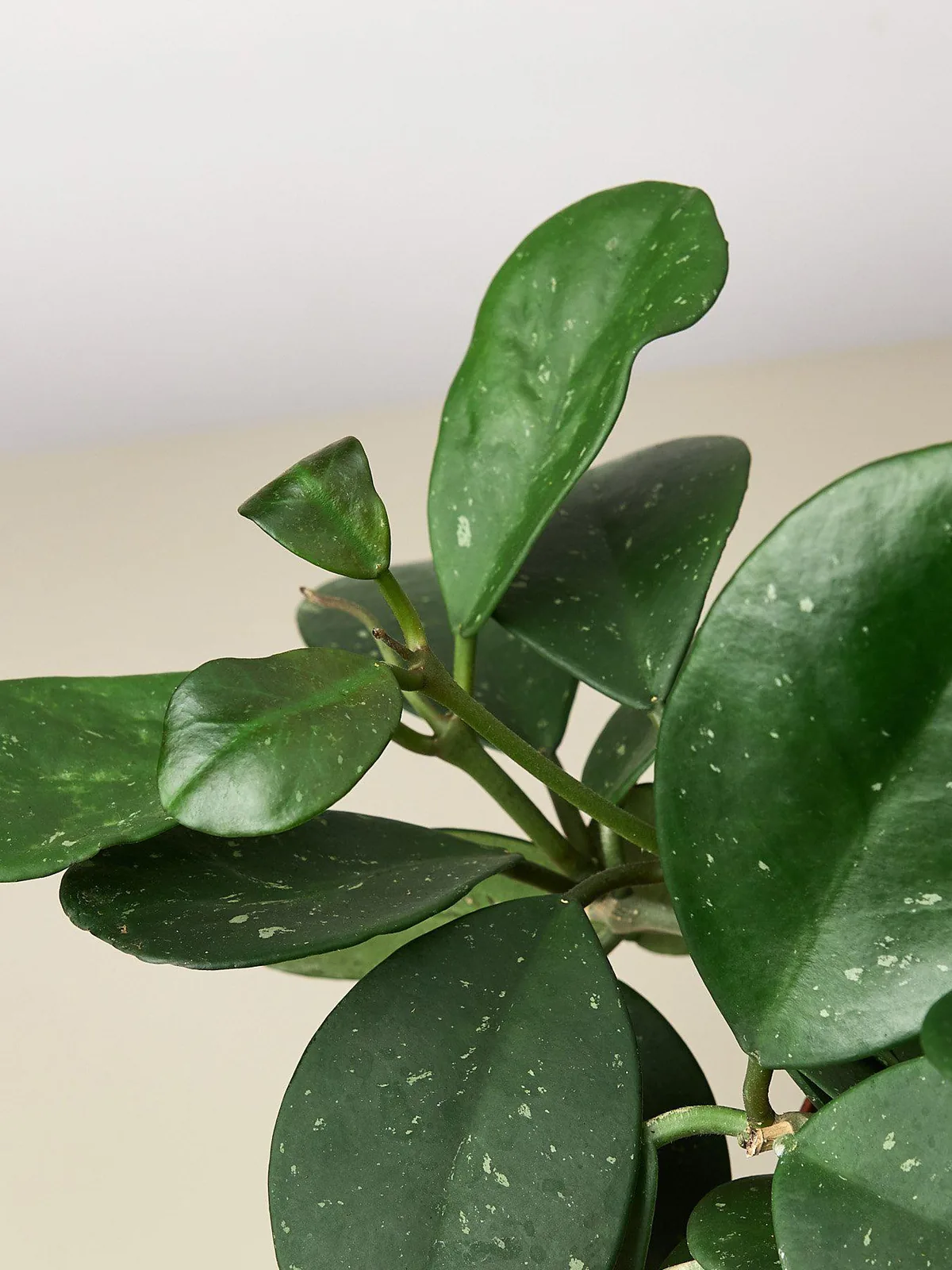 Hoya Obovata houseplant