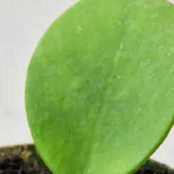 Hoya Obovata — additional view