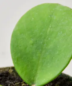 Hoya Obovata — additional view